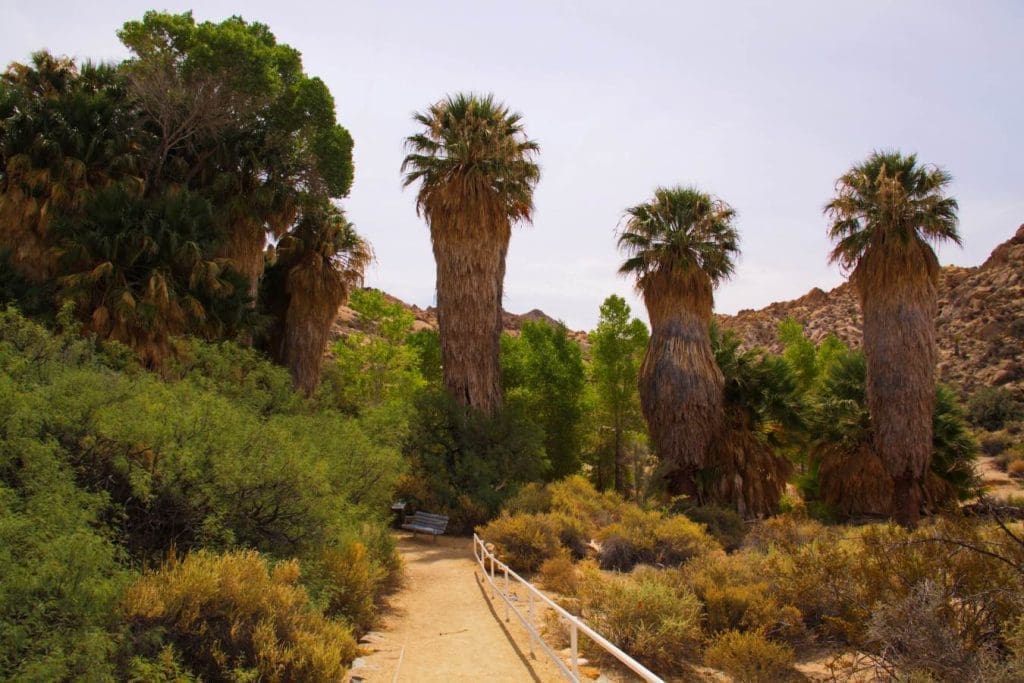 Joshua Tree : Cottonwood Spring