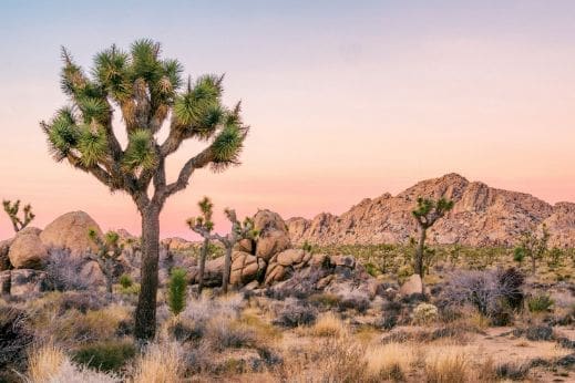 Joshua Tree National Park Self-Guided Driving Tour