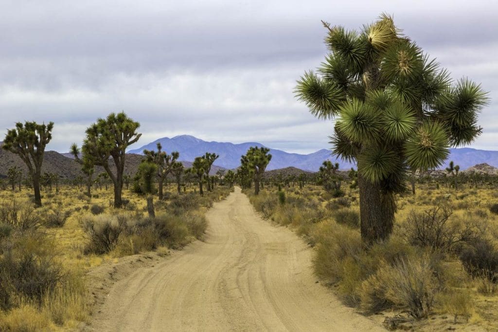 Joshua Tree : Queen Valley