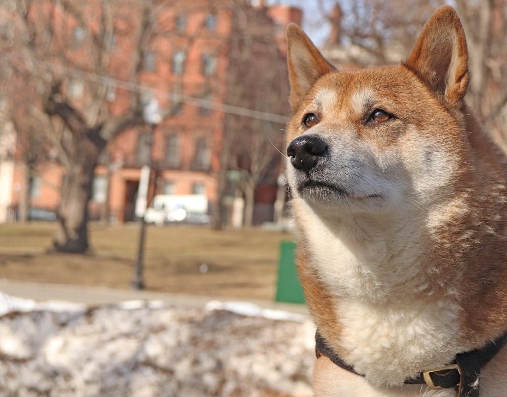 Freedom Trail - Dog in Boston Common