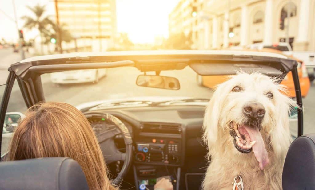 Hollywood - Driving with Dog