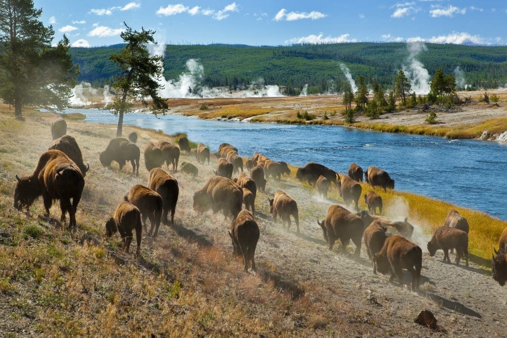 Yellowstone - Bison