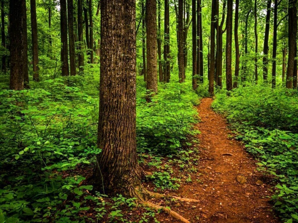 Shenandoah - The Appalachian Trail
