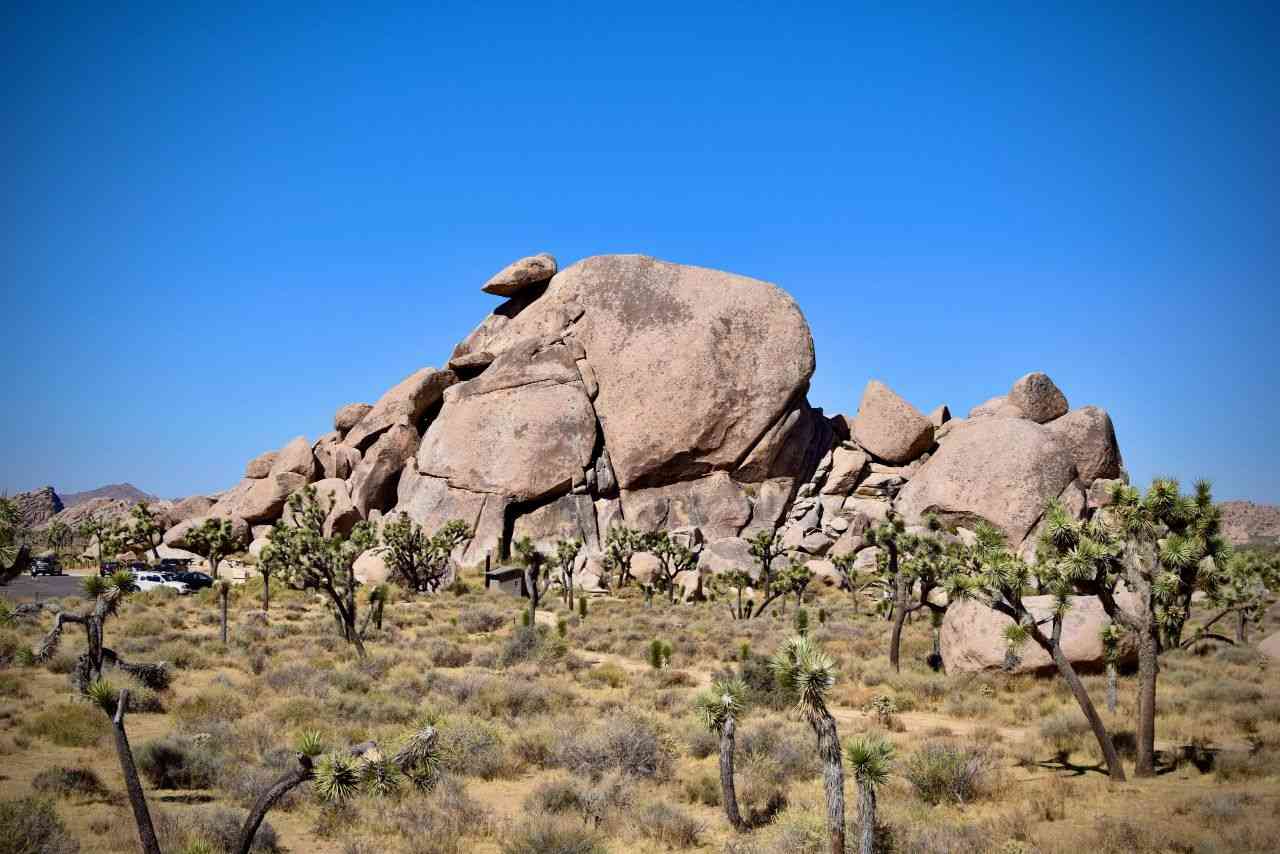 What Is the Best Time of Year to Go to Joshua Tree?