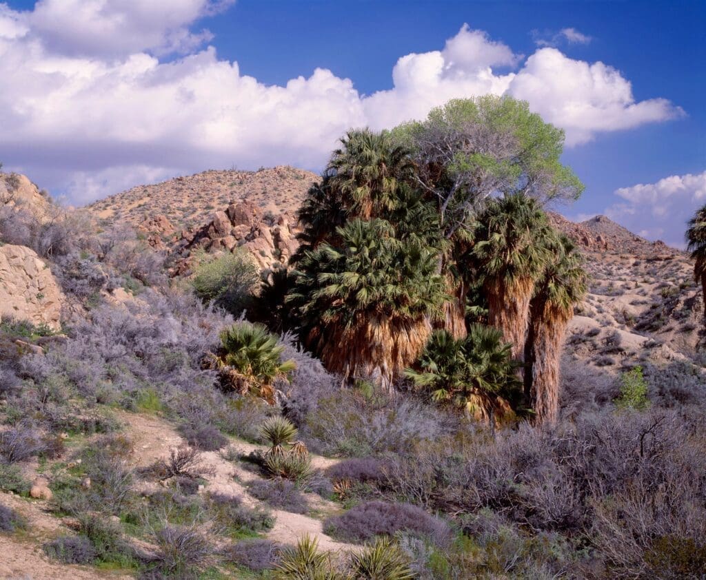 Joshua Tree - Cottonwood Spring