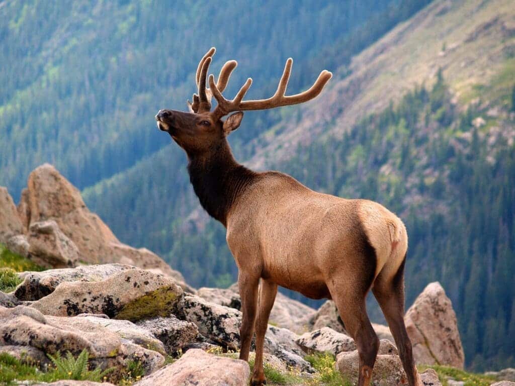 Rocky Mountain National Park - Elk Herd