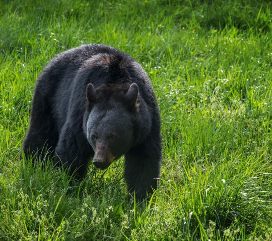 Great Smoky & Cades Cove Self-Guided Driving Tour Bundle