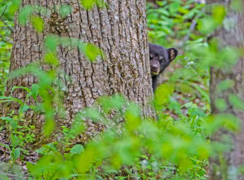 Great Smoky - Black Bears playing in Cades Cove Blog