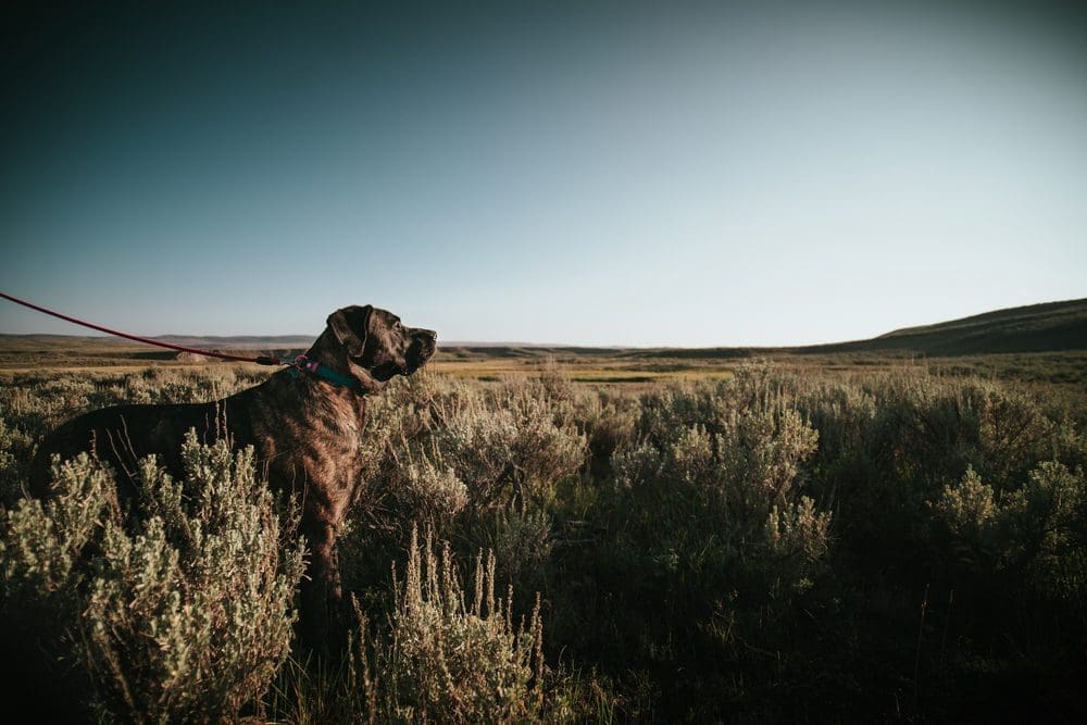 Yellowstone - Pet in field of sage brush