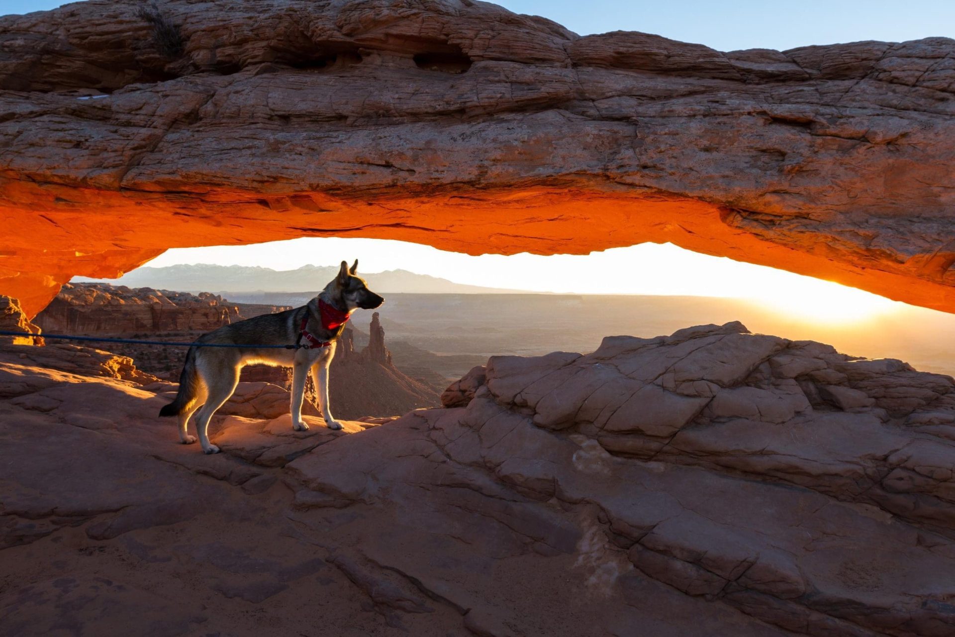 Are Dogs Allowed in Canyonlands?
