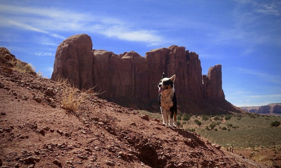 Monument Valley - Dog